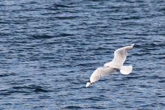 Chroicocephalus novaehollandiae