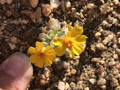 Eriophyllum wallacei