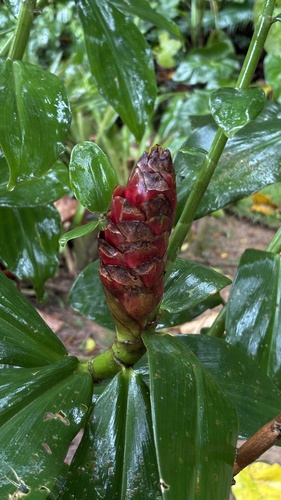 Costus spiralis, photograph 6