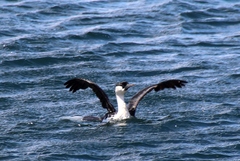 Phalacrocorax fuscescens
