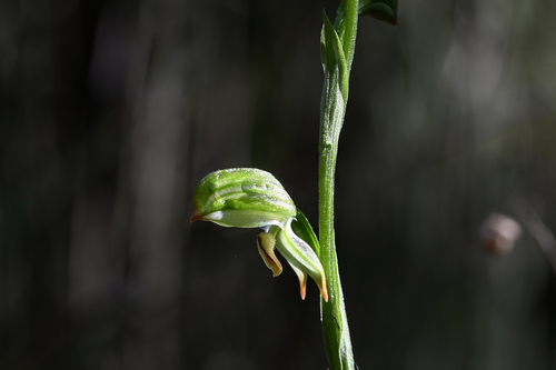 tall greenhood