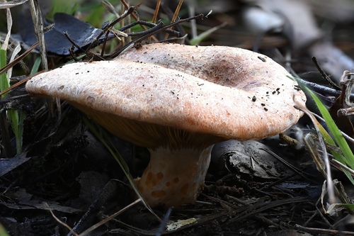 saffron milkcap