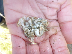 Blepharipoda occidentalis