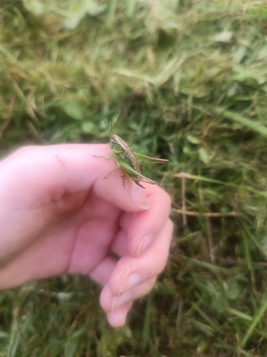 Roesel's Bush-cricket