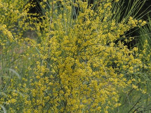 Yellow Bridal Broom