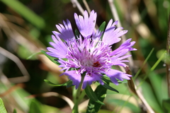 Stokesia laevis