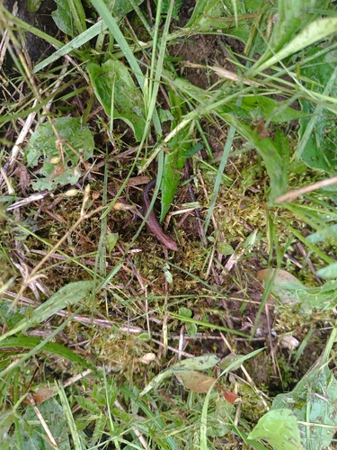 Viviparous Lizard