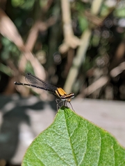 Prodasineura croconota