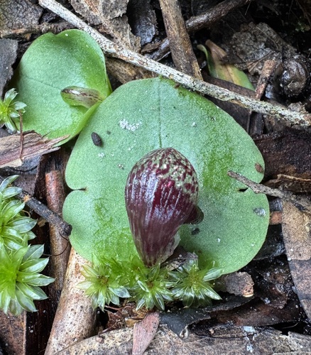 slaty helmet-orchid
