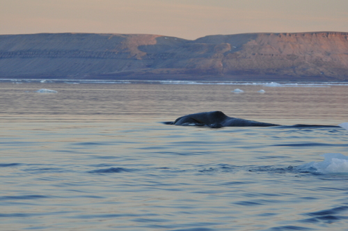 Bowhead Whale