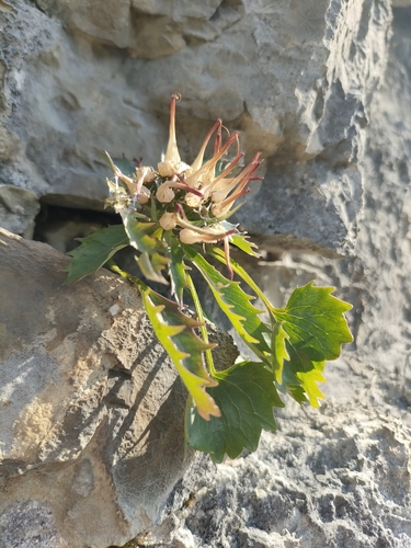 Physoplexis comosa, photograph 3