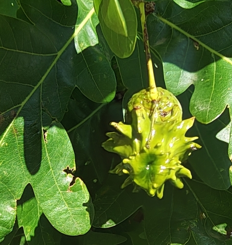 Knopper Gall Wasp