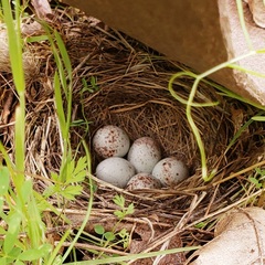 Empidonax difficilis