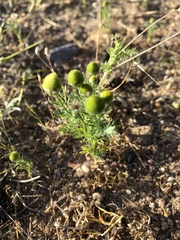 Matricaria discoidea