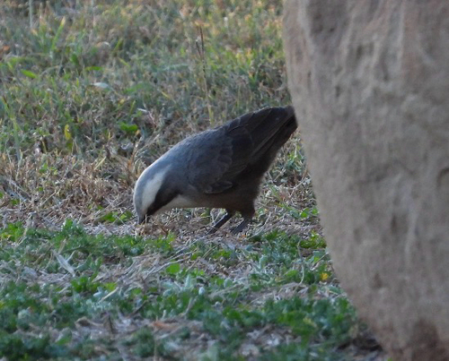 Gray-crowned Babbler