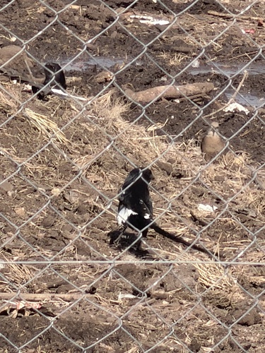 Magpie Shrike