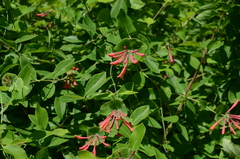 Lonicera sempervirens