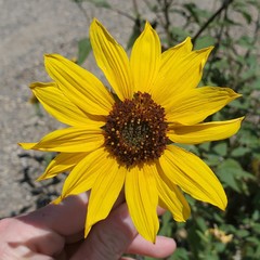Helianthus winteri