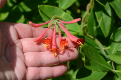 Lonicera sempervirens