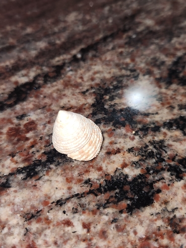Trochus intextus observed 2026-07-30