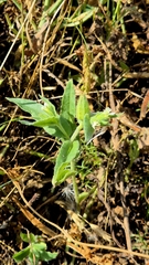 Nonea lutea, photograph (c) Анна Митрошенкова, some rights reserved (CC BY)