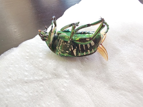 Oriental Flower Beetle