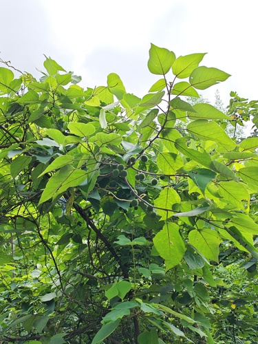 Paper mulberry