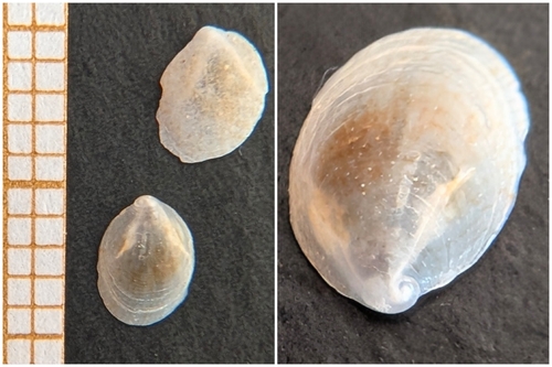 Crepidula gibbosa, 2026-07-12