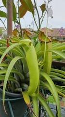 Nepenthes