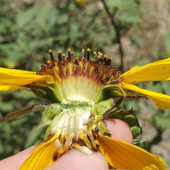 Helianthus winteri