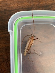 Ochrocydus huttoni