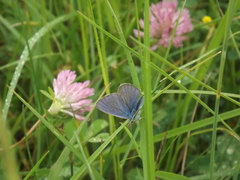 Cyaniris semiargus