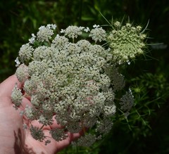 Daucus carota