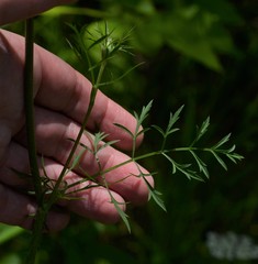 Daucus carota