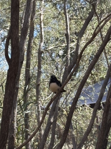 Willie Wagtail