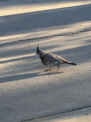 Crested Pigeon