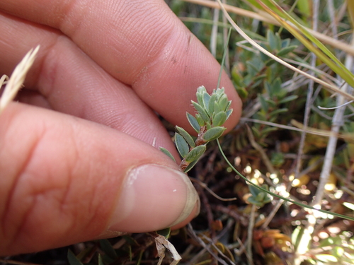 Pimelea oreophila, photograph 4