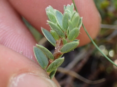 Pimelea oreophila, photograph (c) Liadan Dickie, some rights reserved (CC BY)