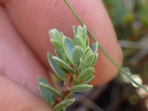 Pimelea oreophila, photograph 6