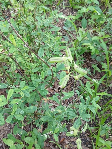 Rattleweed
