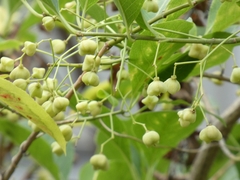 Euonymus hamiltonianus