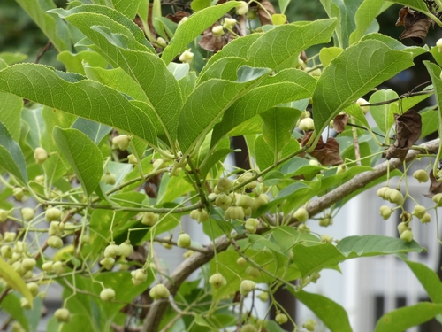 Euonymus hamiltonianus, photograph 1