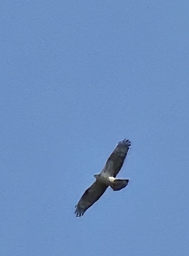 European Honey-buzzard
