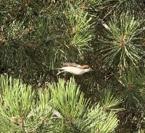 Woodchat Shrike