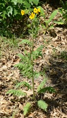 Engelmannia peristenia