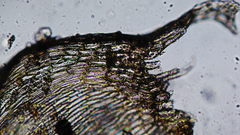 Brachythecium erythrorrhizon erythrorrhizon