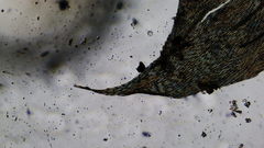 Brachythecium erythrorrhizon erythrorrhizon