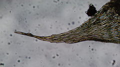 Brachythecium erythrorrhizon erythrorrhizon