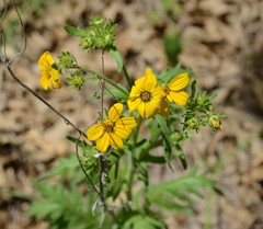 Engelmannia peristenia