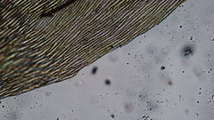 Brachythecium erythrorrhizon erythrorrhizon